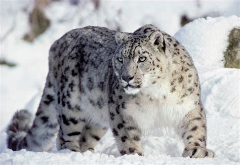 Snow Panthers Dangerous Animal All Wildlife Photographs