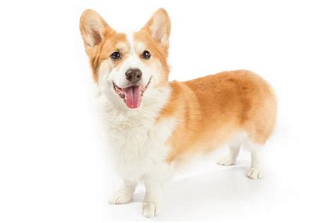 Pembroke Welsh Corgi Dog Breed Information All You Need To Know Dog