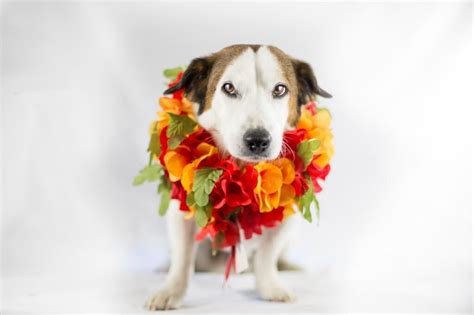 But they are also choosing to celebrate their new canines with that ultimate of. Best Personalized Gifts For Dog Lovers | Infolific