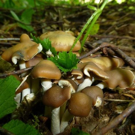 Psilocybe Ovoideocystidiata All About Growing And Hunting Mushrooms