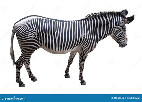 Zebra Stock Photo Image Of Legs Standing Equid Isolated 36255350