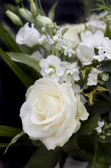 Love It Белые розы Розы Цветы