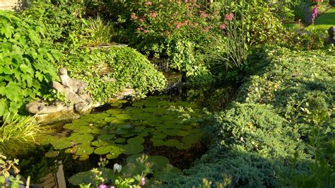 Wildlife Pond And What Plants To Buy — Bbc Gardeners World Magazine