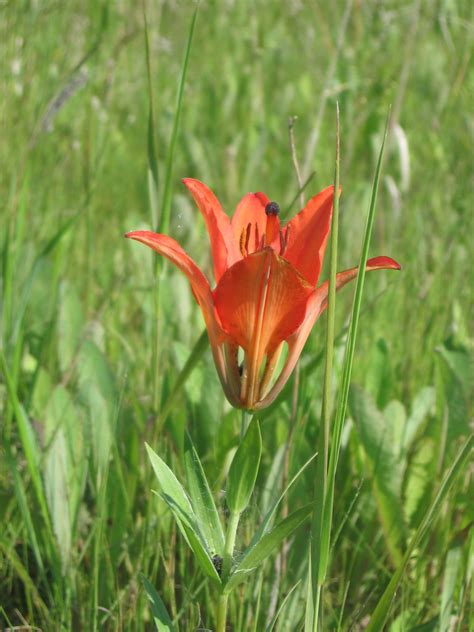 Saskatchewan Prairie Lily The Provincial Flower In Saskatc Flickr