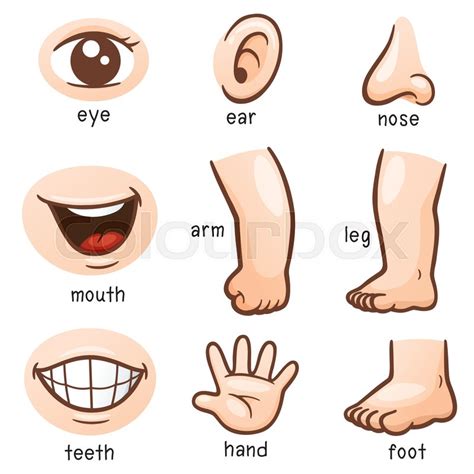 First pupils label parts of the body and then complete short descriptions with the correct names of body parts. Vector illustration of Vocabulary part of body | Stock ...