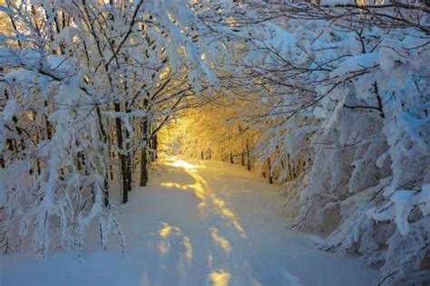 Forest Snow Sunrise Trees Italy Path White Yellow