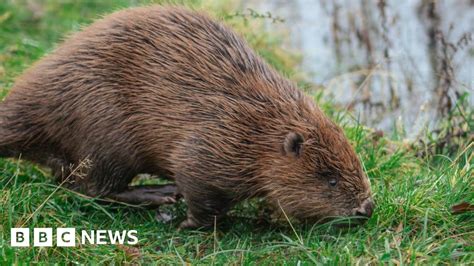 Beavers Return To Lincolnshire After 400 Years Bbc News