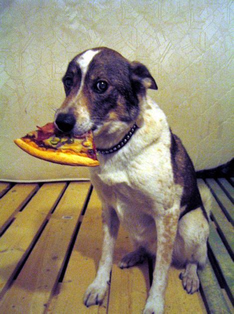Community Post 20 Dogs Eating Pizza Dog Photoshoot Dogs Dog Love