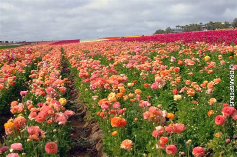 The Flower Fields Carlsbad California 50 Acres Of Ranunc Flickr