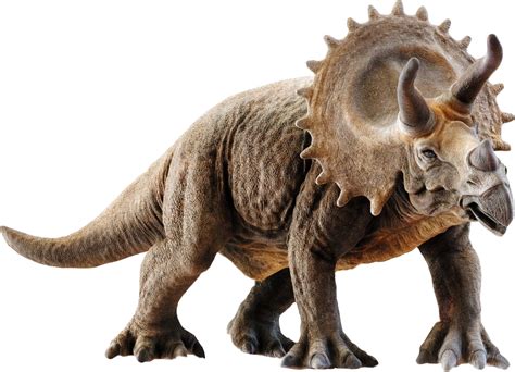Download Triceratops 3d Model Png Image With No By Bhebert