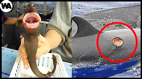 cookie cutter sharks more fierce than you could imagine for scuba divers