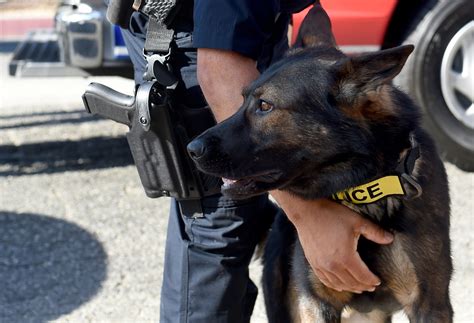 Redlands K 9 Officer Duke Is Retiring And Police Want Help Naming His