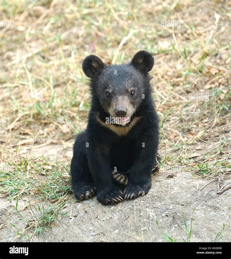Asiatic Black Bear Cub Hi Res Stock Photography And Images Alamy