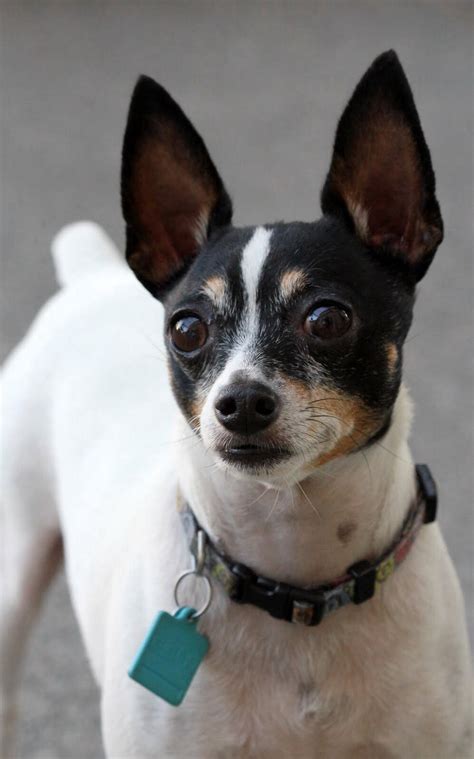Also, they are substantially heavier than the fox terriers at a weight of almost 40 lbs. Beavis | Rat terrier dogs, Fox terrier, Toy fox terriers