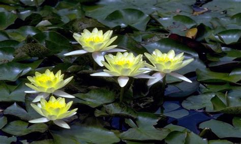 Aquatic Plant Is Water Lily An Aquatic Plant