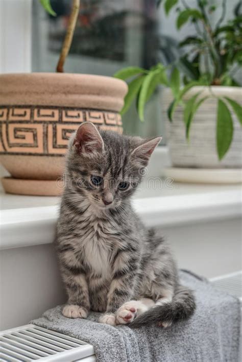 Cute Little Grey Kitten Stock Photo Image Of Heating 104212728