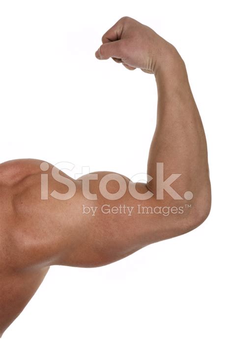 Muscular Biceps Isolated On White Stock Photo Royalty Free Freeimages