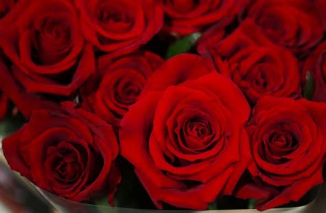 Valentines Day 2017 Top 6 Most Romantic Flowers For Your