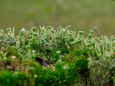 Forest Floor Covered With Lichen And Moss Close Up Stock Photo Image