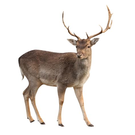 Deer Png Images Free Download Deer Png Buck Deer Animals Wild Deer