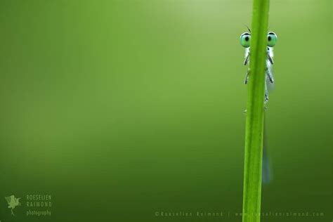 Gallery Roeselien Raimond Nature Photography