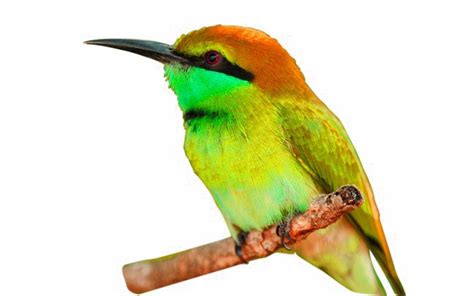 Kingfisher Bird Png Transparent Image Pngpeers