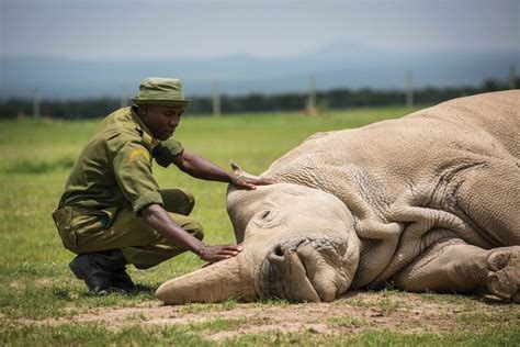 Moment That Mattered The Last Male Northern White Rhino Dies Delayed