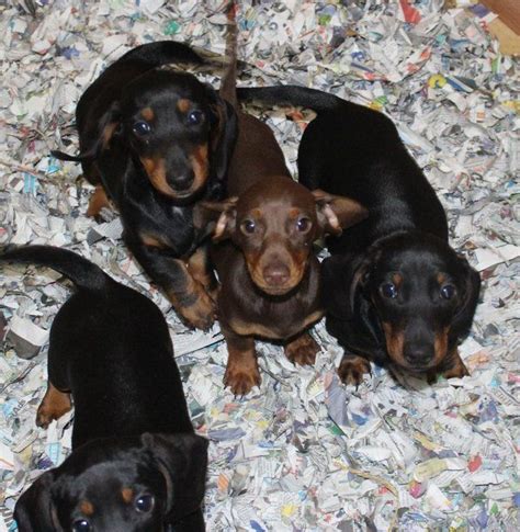 37 Older Dachshund For Sale Pic Bleumoonproductions