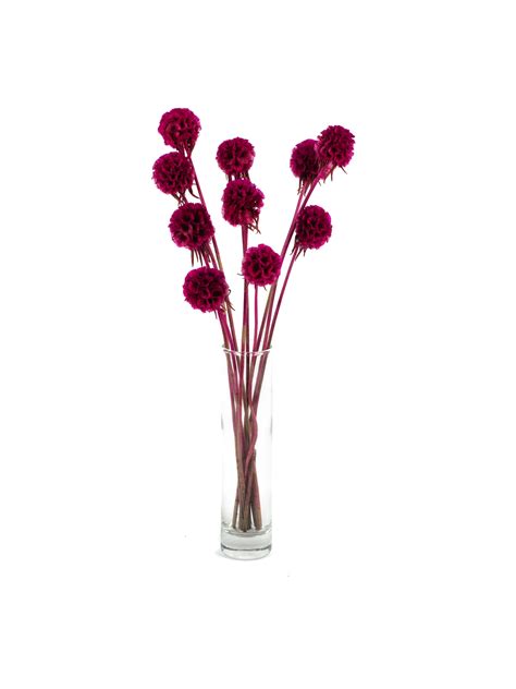 Scabiosa Fuchsia Ru Bynature Wholesale