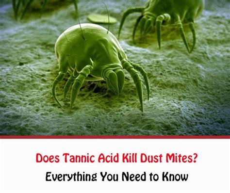 Does Tannic Acid Kill Dust Mites All About Dust Mites