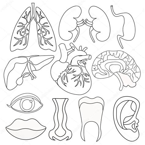 Set Of Coloring Human Organs Inside The Body And Face Vector Il