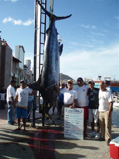 Angler Battles 800 Pound Blue Marlin For Six Hours Off Cabo San Lucas