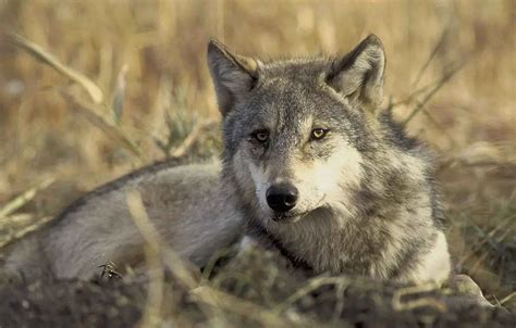 Grey Wolf The Animal Facts Appearance Habitat Diet Range Behavior