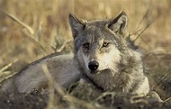 Grey Wolf | The Animal Facts | Appearance, Habitat, Diet, Range, Behavior