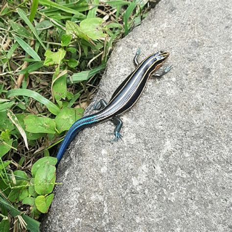 Five Lined Blue Tail Skink Project Noah