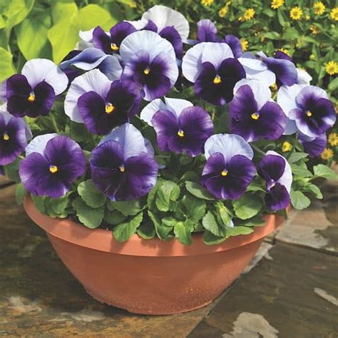 Pansy Delta Premium Beaconsfield Vegs And Flowers