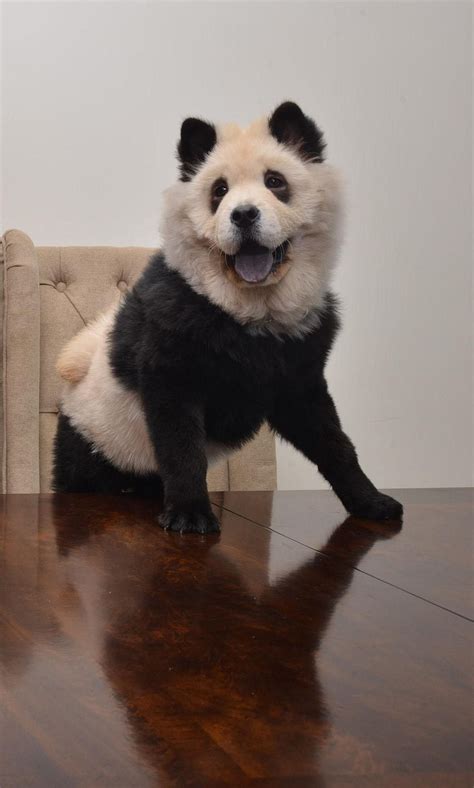 Photos Chow Chow Pups Bear Uncanny Resemblance To Panda Breed Cute