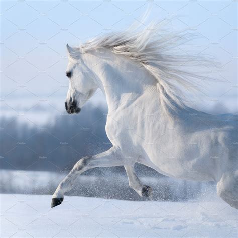 Beautiful White Horse With Long Mane Stock Photos Creative Market
