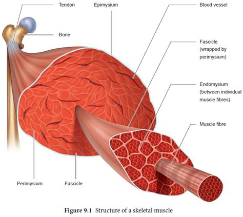 Skeletal Muscle Fiber Anatomy