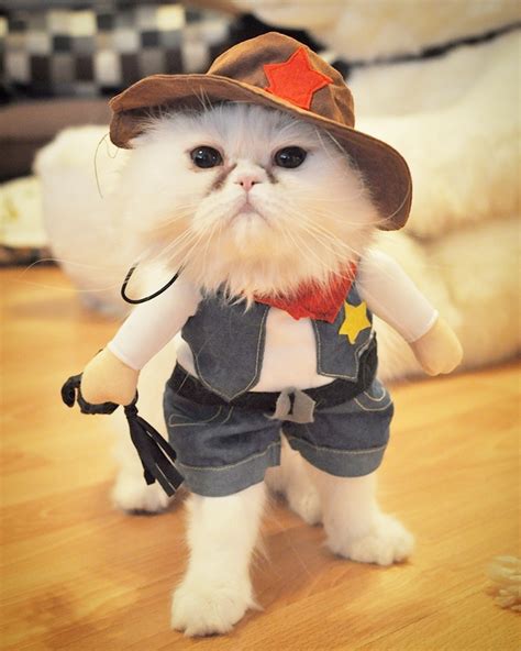 Halloween Costume For Cats