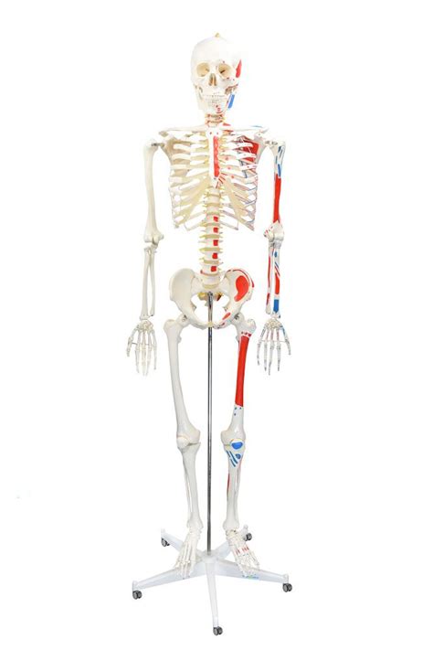 esqueleto humano padrão de 1 70 cm com origens e inserções musculares haste e suporte com rodas