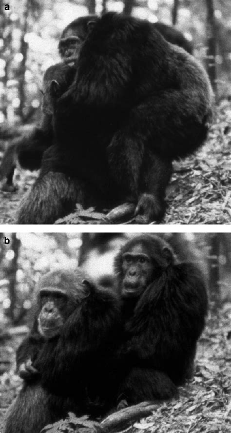 Male Chimpanzees Form Strong Social Bonds With Each Other Here One