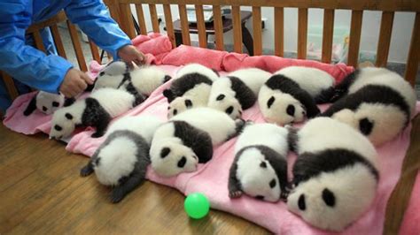 Look At All The Pandas Com Imagens Pandas Filhote De Panda