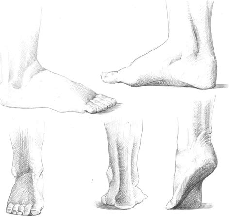 Foot Study By Aquaganymedes On Deviantart