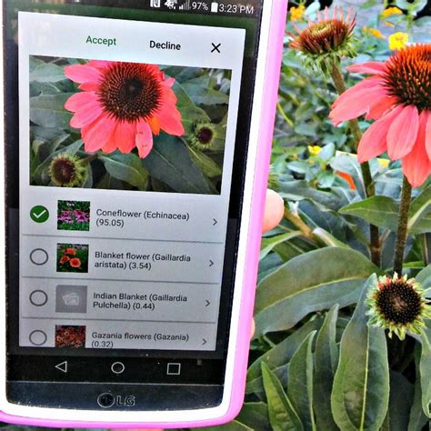 Plantsnap Mobile App Tips And Tricks For Best Results