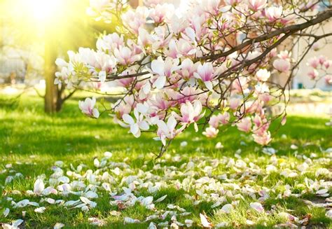 Easy to grow, ships fast. Magnolia Tree Guide | The Tree Center™