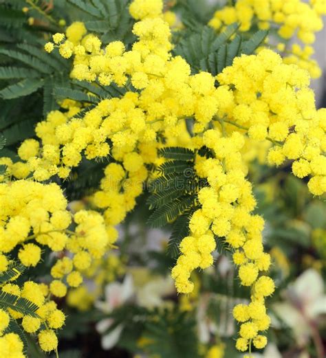 Background Of Beauty Yellow Mimosa Flowers On The Plant Stock Photo