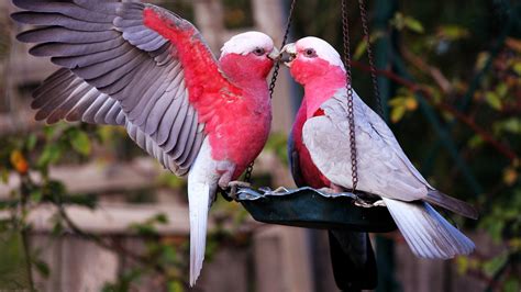 Galah High Definition Wallpaper 20841 Baltana