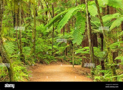 The Redwoods In Whakarewarewa Forest Rotorua Bay Of Plenty North