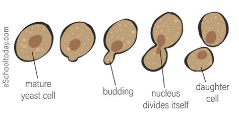 What Is Budding In Asexual Reproduction Here Are Some Examples